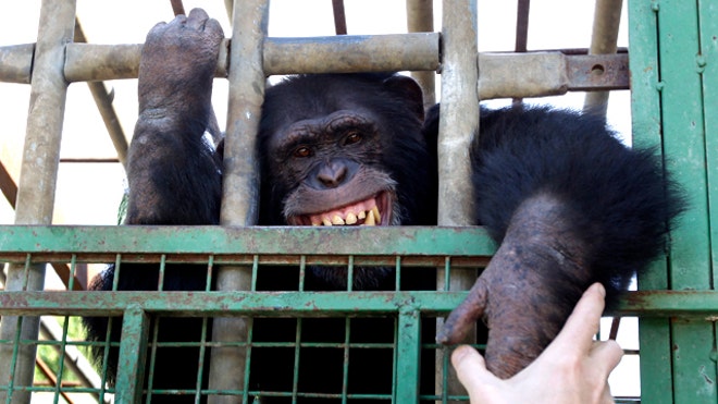 Smoking Chimp